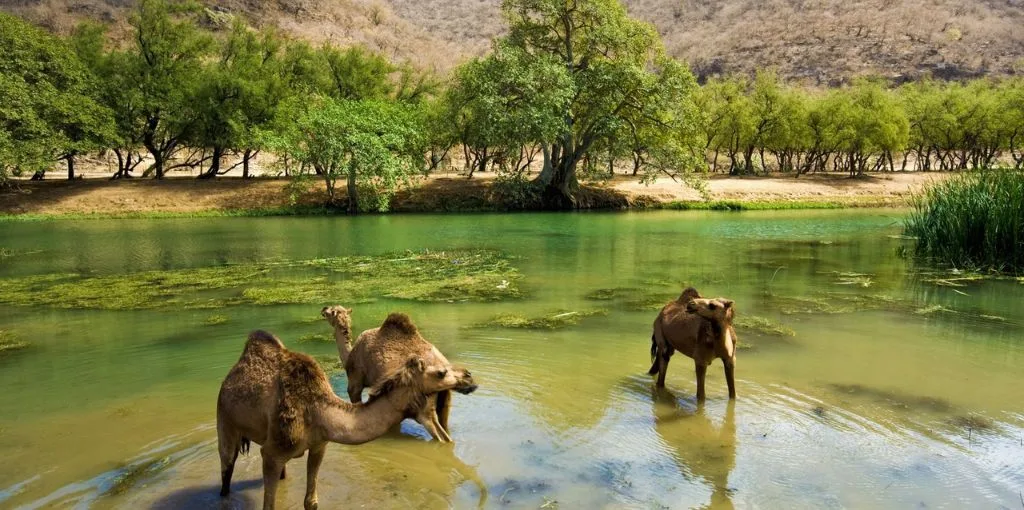 Air India Salalah Office in Oman