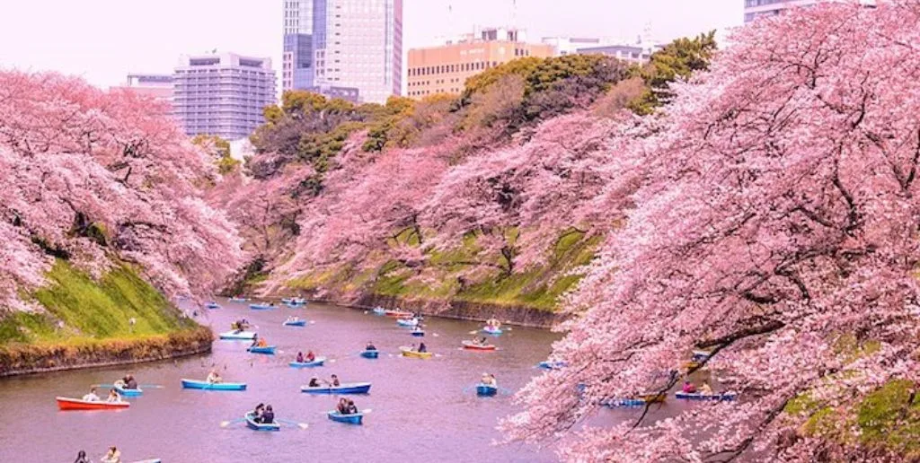 Air New Zealand Tokyo Office Address